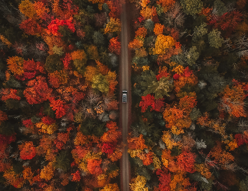 cgi-forest-road Aerial view of a car driving on a forest road.